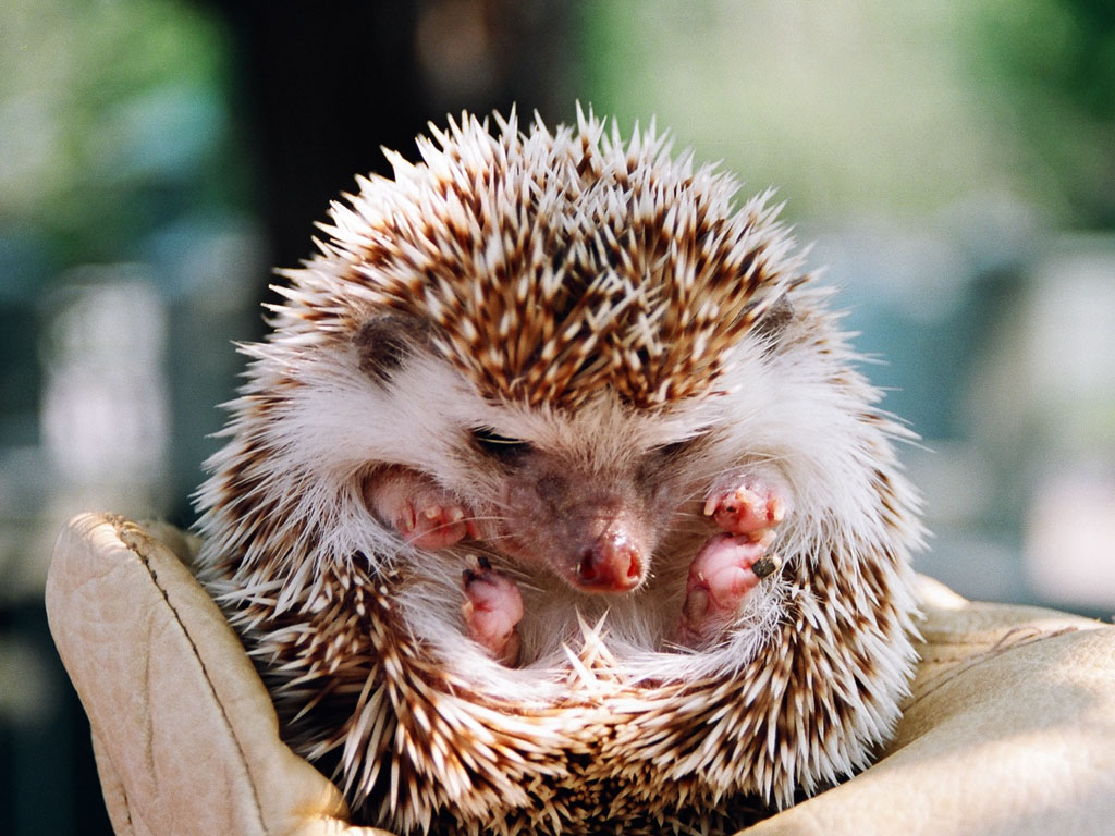 Hedgehog Photography