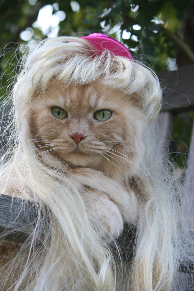 cat wig cats in wigs maret 2014 lowongan kerja 2014 cat wig cats in wigs maret 2014 lowongan kerja 2014