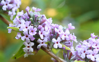 On not being here…