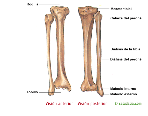 HUESO IMAGEN hueso imagen: