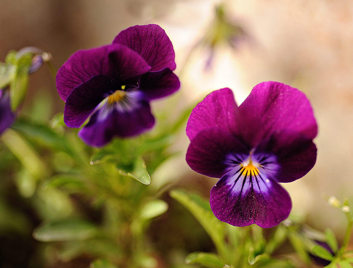 Ann Hepworth Photography May Flowers
