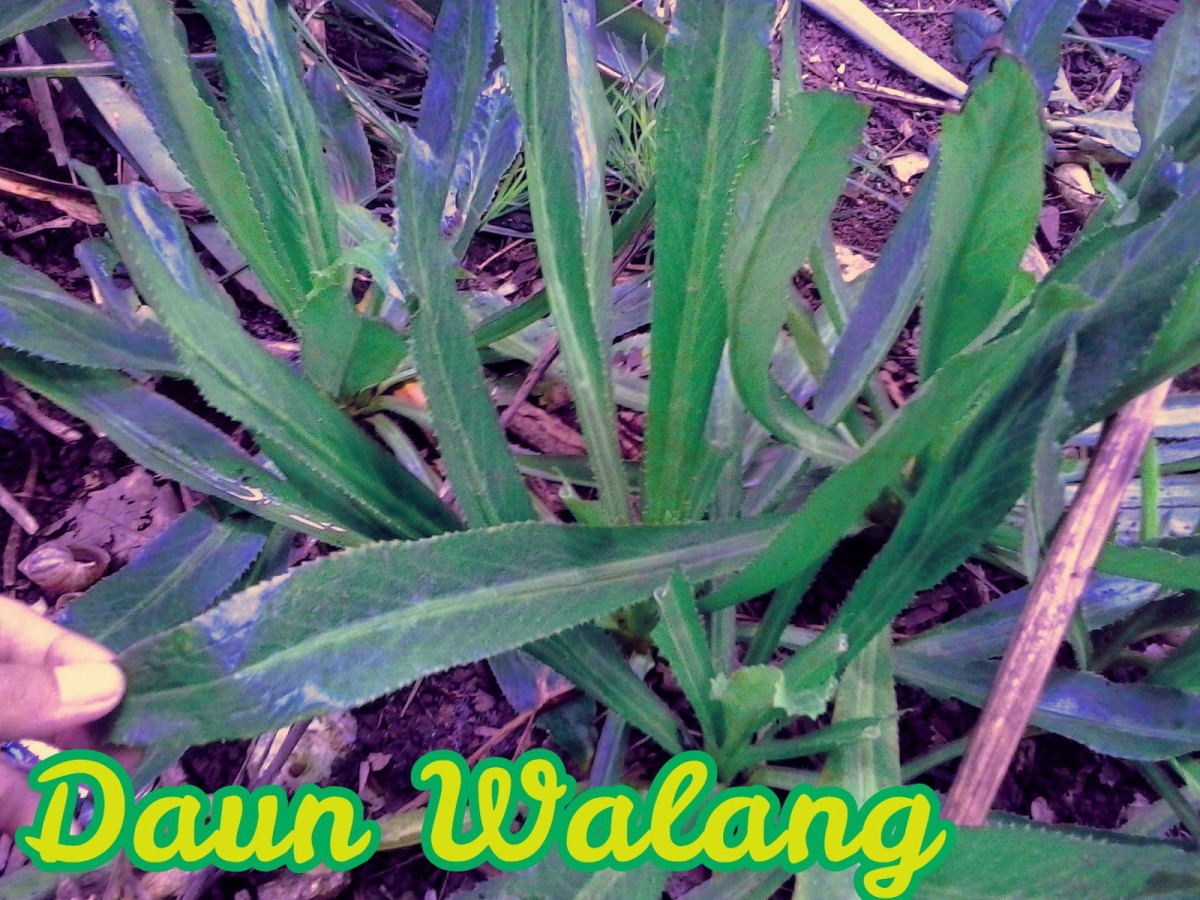 INFO BLOGGER Daun Walang Dengan Segala Manfaatnya