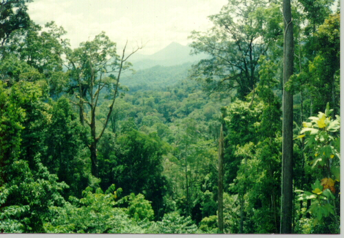 Hutan Belantara Hutan Belantara