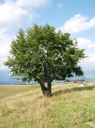 COSA SIGNIFICA SOGNARE UN ALBERO