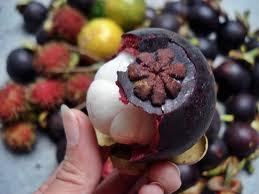 buah manggis manfaat buah manggis