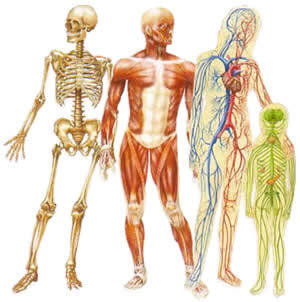 http://4.bp.blogspot.com/-2HqoPb-NPfI/UQGsbC_rHZI/AAAAAAAAAcE/IljZJjQqV4c/s1600/%D8%B9%D8%AC%D8%A7%D8%A6%D8%A8.jpg