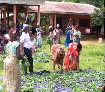Des femmes à l'école de la valorisation des feuilles de manioc