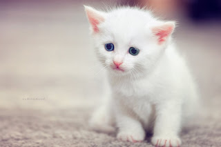 Cute Cats white kitten images 