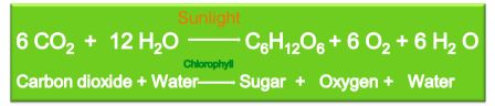 photosynthesis+formula+1.jpg