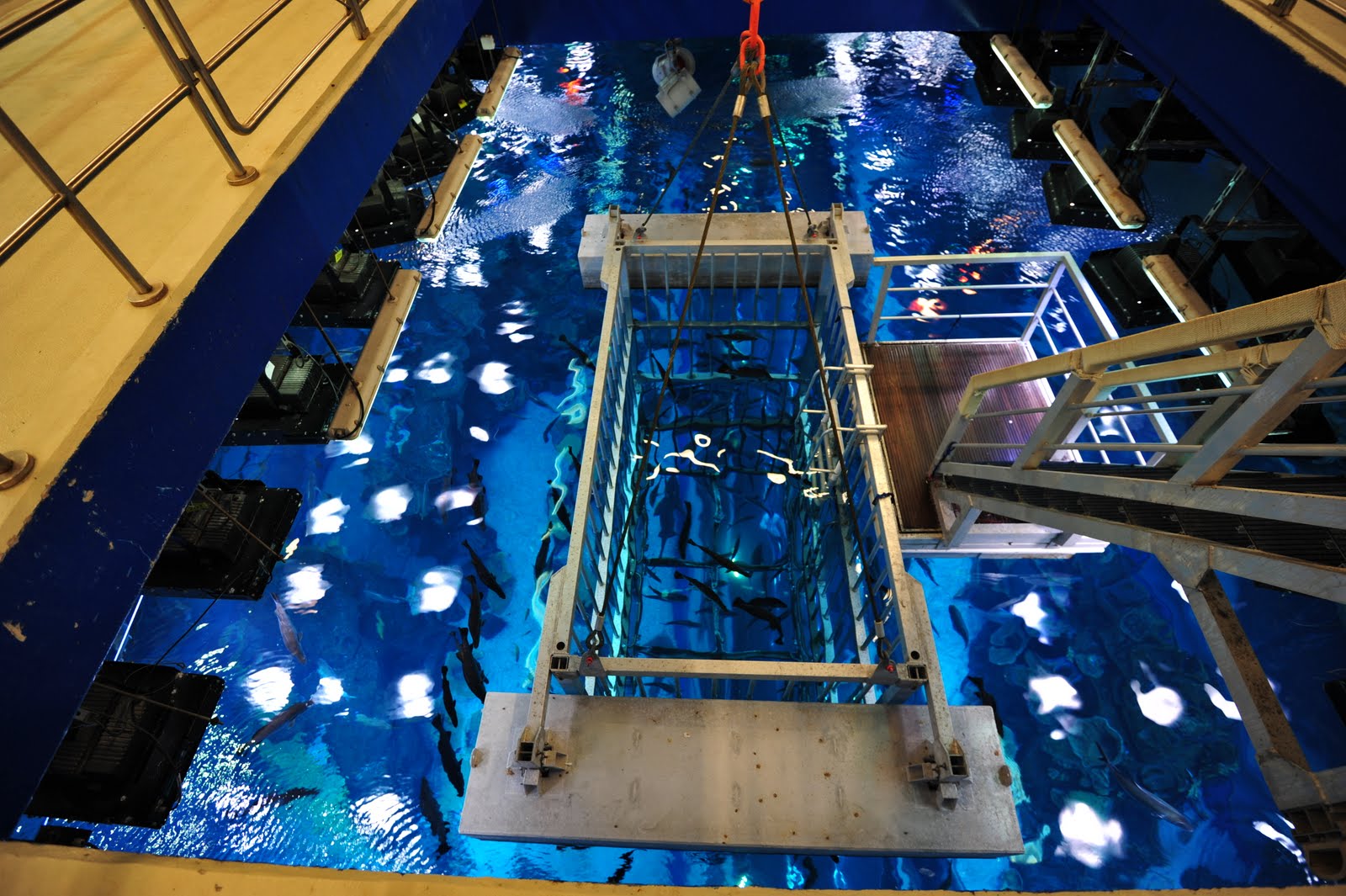 Dubai+mall+aquarium+diving