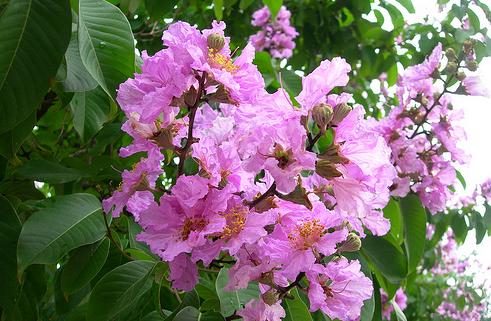 POHON BUNGUR | JUAL TANAMAN HIAS ~ TUKANG TAMAN