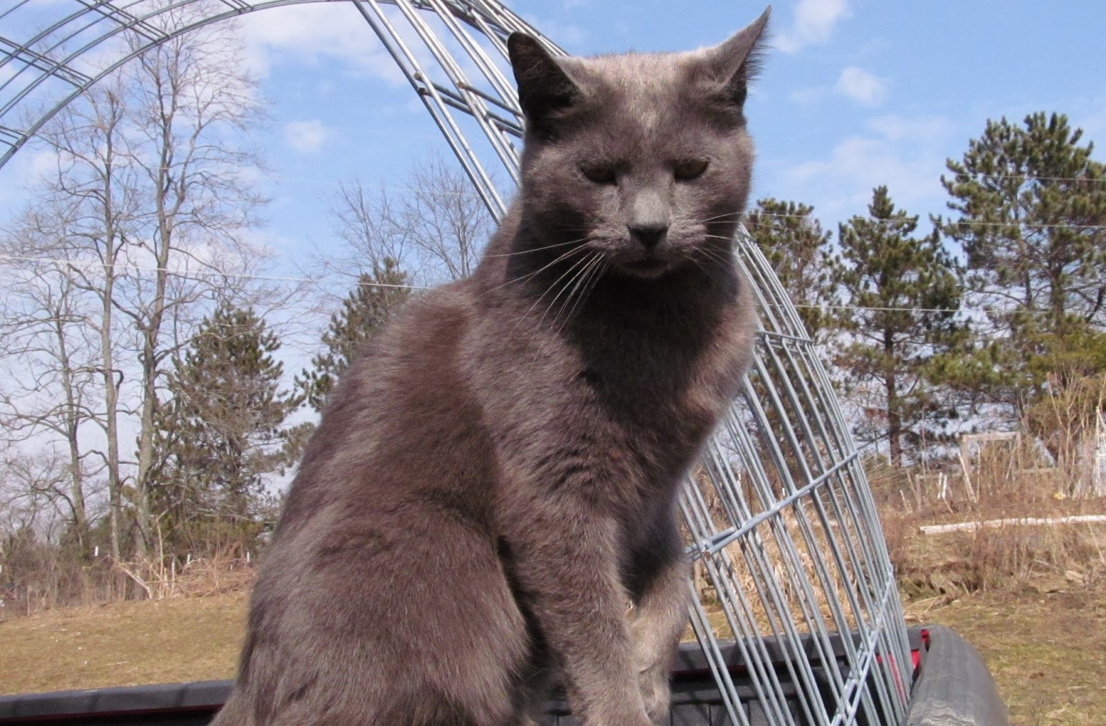 Ohiofarmgirl's Adventures In The Good Land How to transport 16' cattle