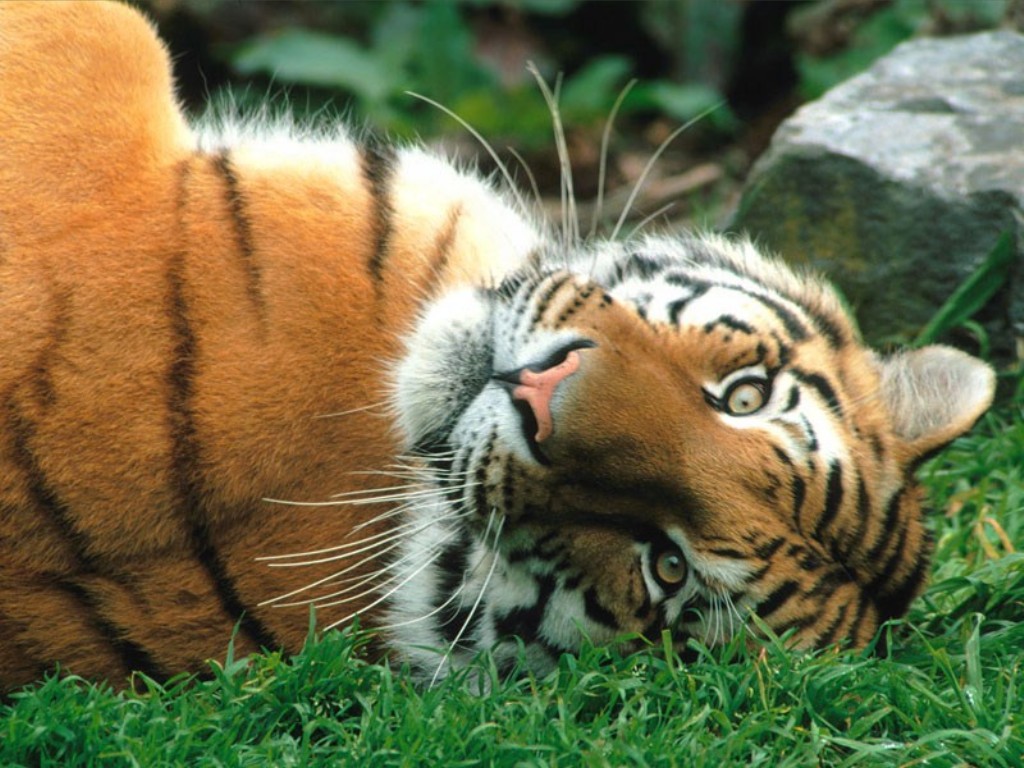 http://4.bp.blogspot.com/-2IebEtEIq54/TYYgFzMkLeI/AAAAAAAADXw/hqMPth9-J8U/s1600/siberian_tiger_wallpaper.jpg