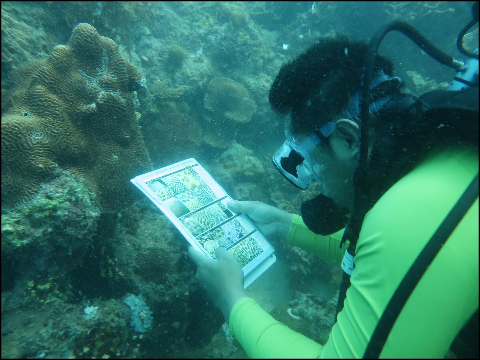 Coral Finder, Cara Mudah Mengidentifikasi Karang