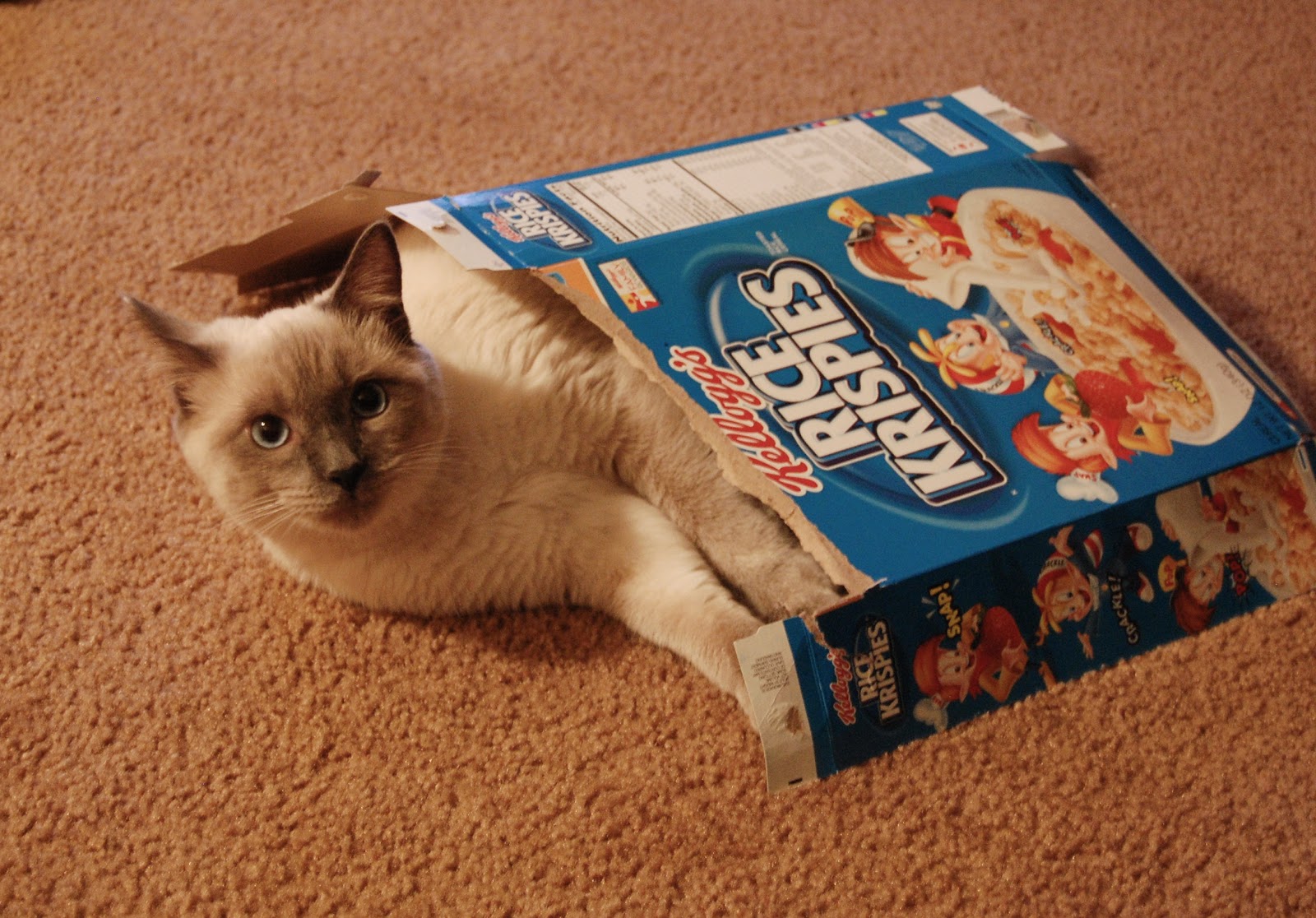 Temporary Waffle My Rice Krispie Halloween House Party!!