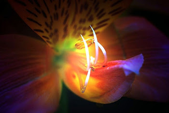 INTERIOR DE UNA FLOR