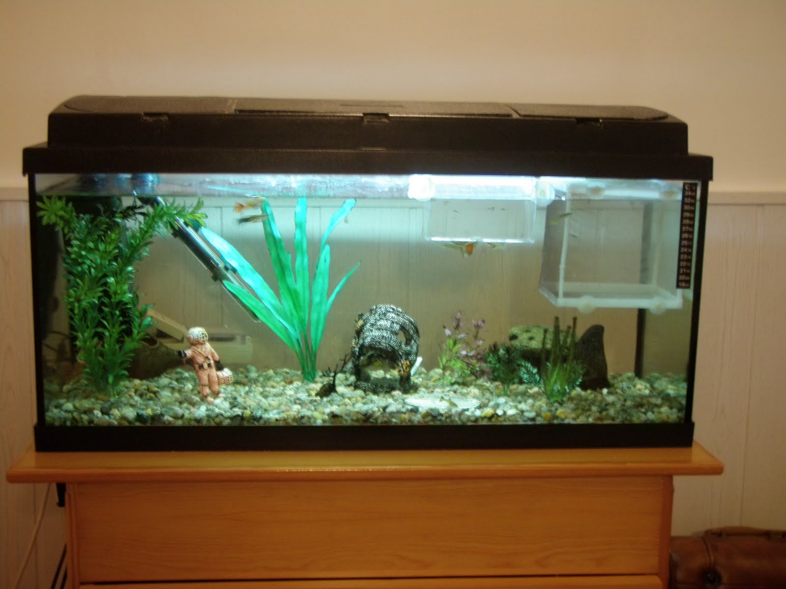 UNA DE PÁJAROS: EL ACUARIO. OTRO TIPO DE VUELO, EL SUBMARINO.