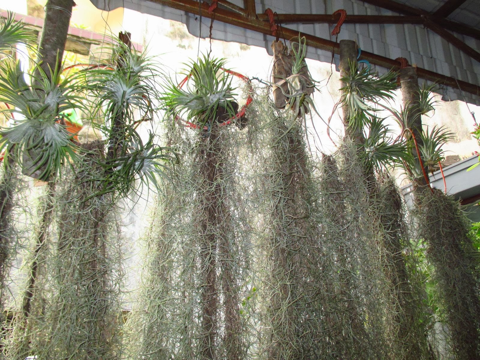 Garden Chronicles: Airplants and Spanish Moss - Updates.