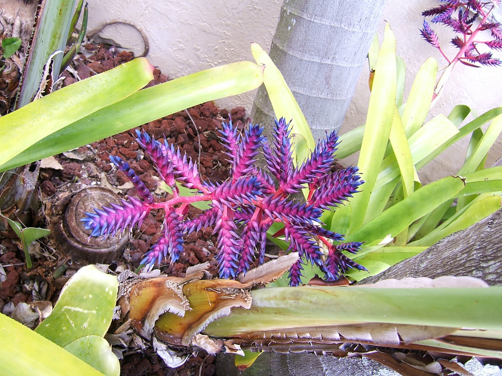 Gardening South Florida Style: Bromeliads in the Garden