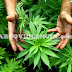 Mariguana, un trabajo de mucho peso