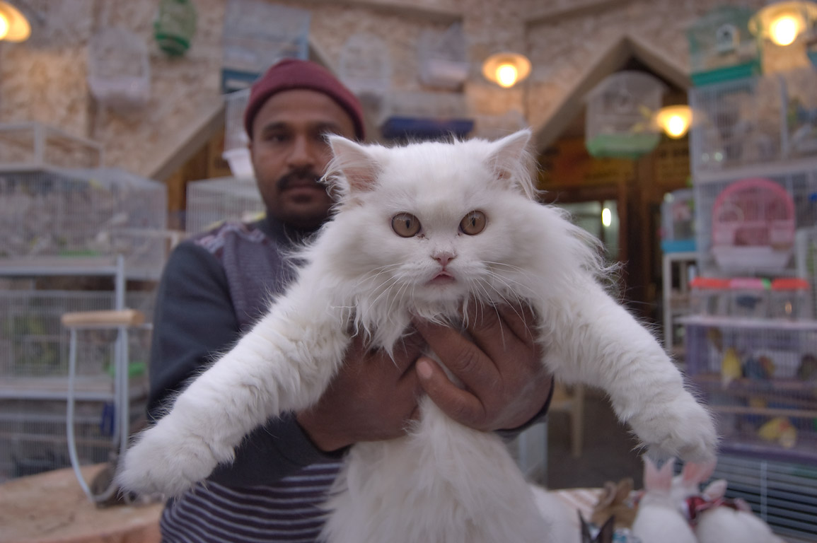 All About Qatar Tourism Visit Pet Shops in Souq Waqif