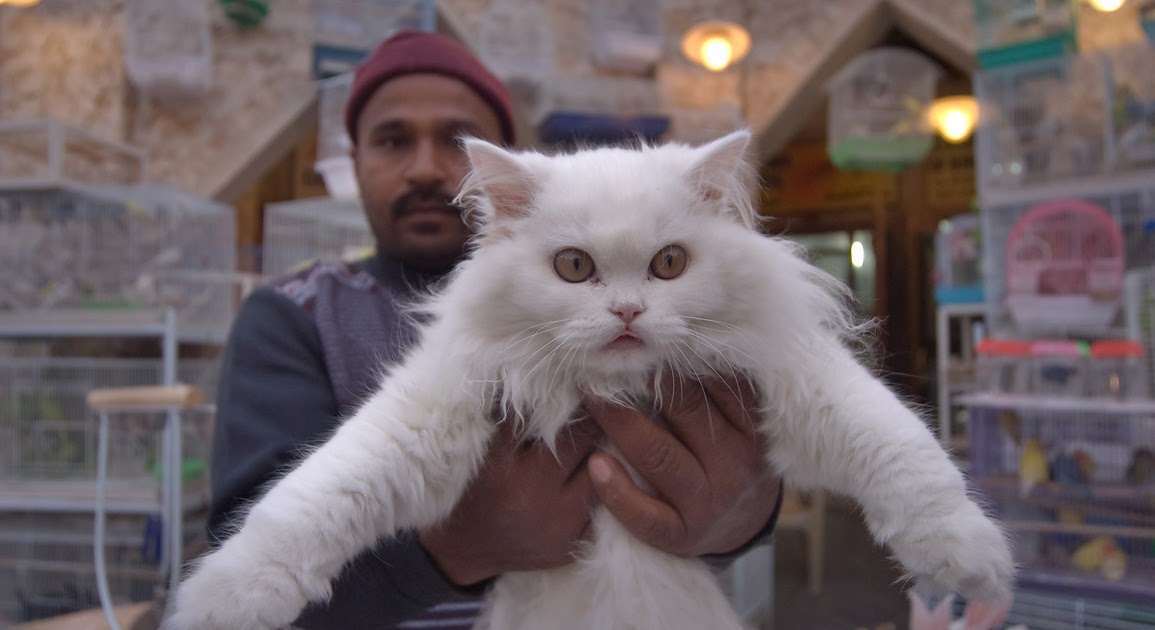 All About Qatar Tourism Visit Pet Shops in Souq Waqif