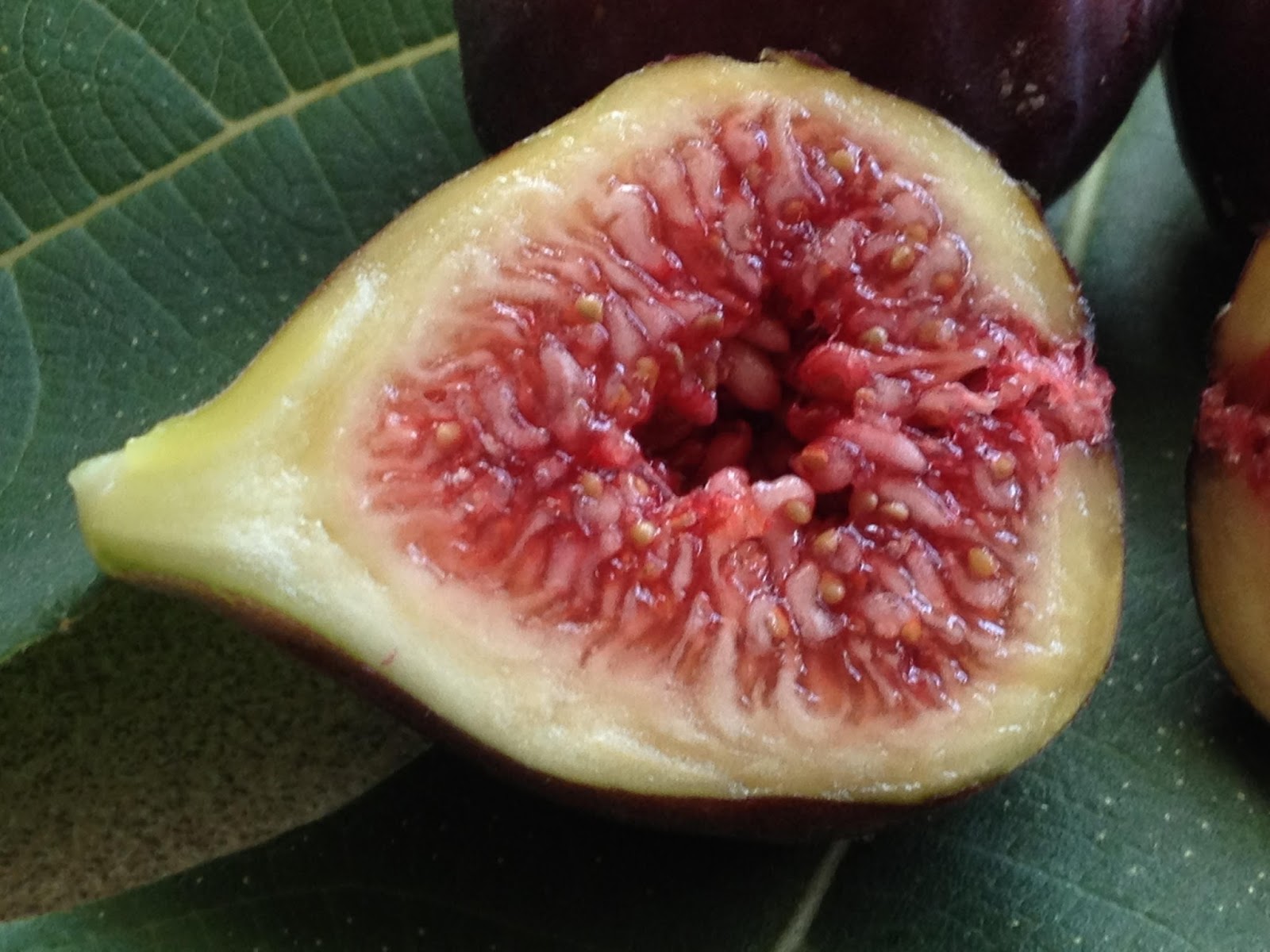 Figs The Sexiest most Unsexy Fruit in the World