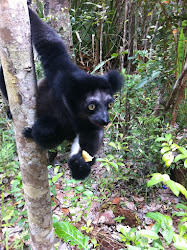 Lemurs - Madagascar's most famous animal