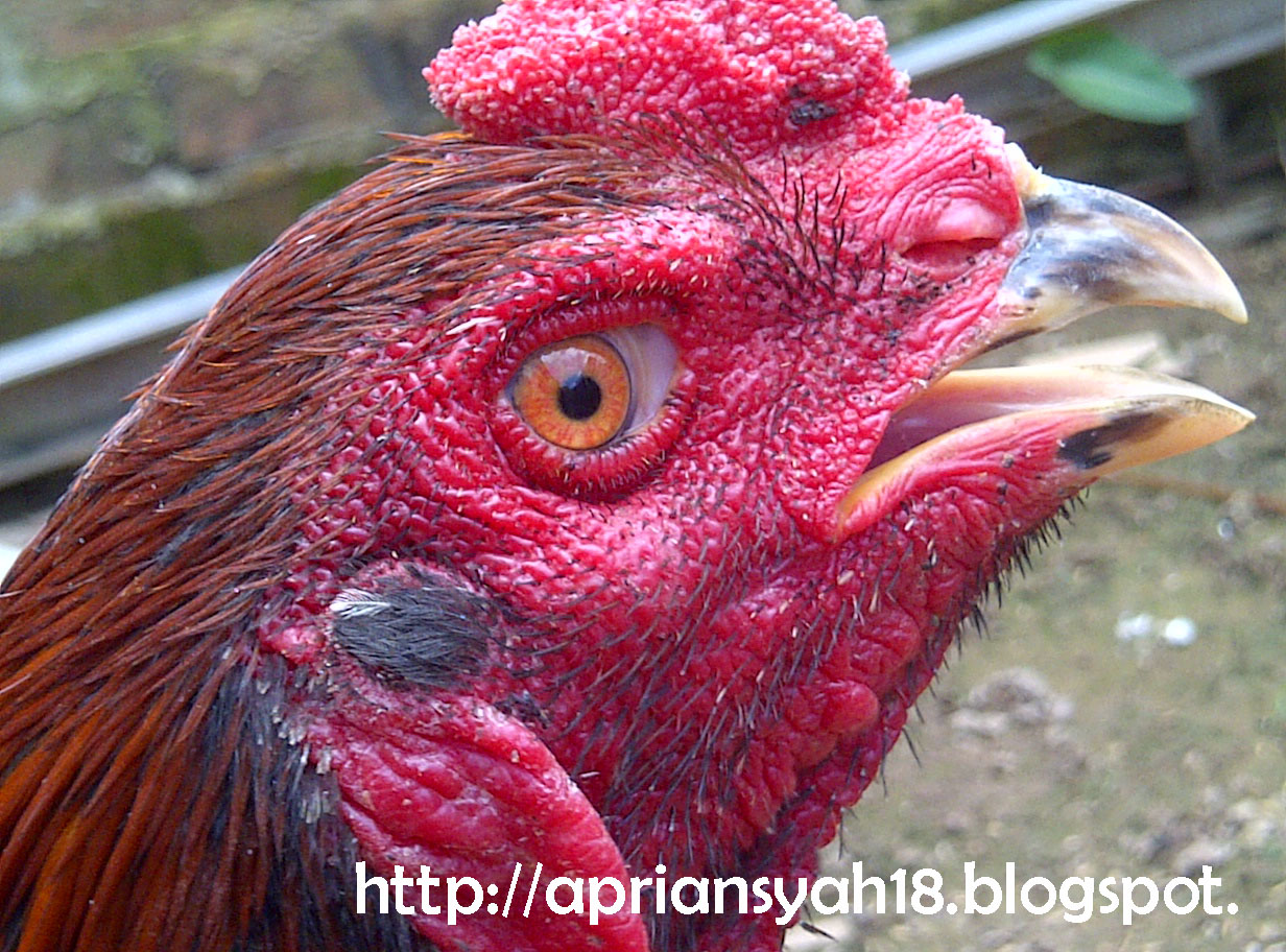 Ciri Mata Ayam Bangkok Aduan Ciri Mata Ayam Bangkok Aduan