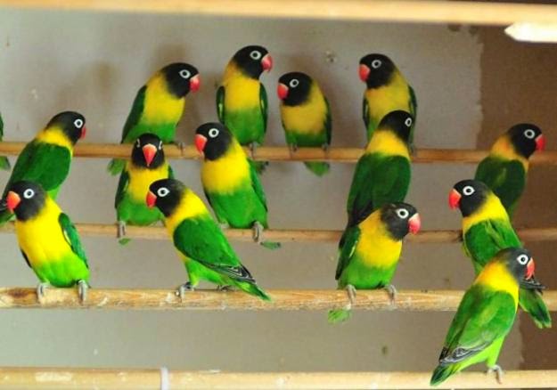 Lovebird Josan Burung Cantik Warna Warni