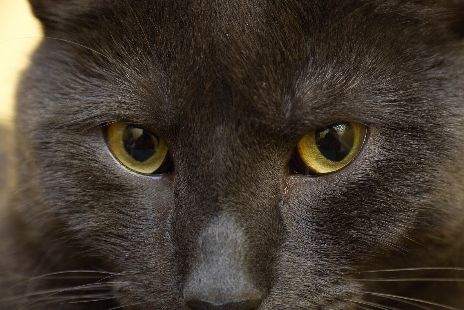 Nepiartpictures Katzenaugen