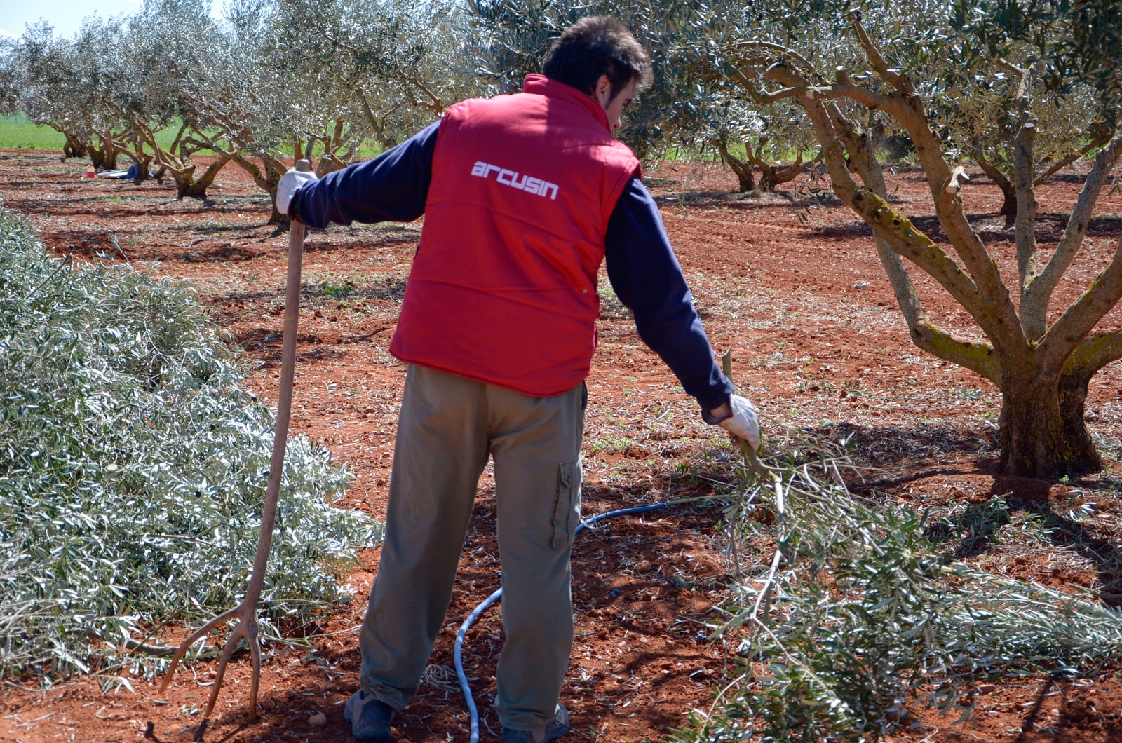 Pruning olive trees “Without too much wood, the olives will be better and more”