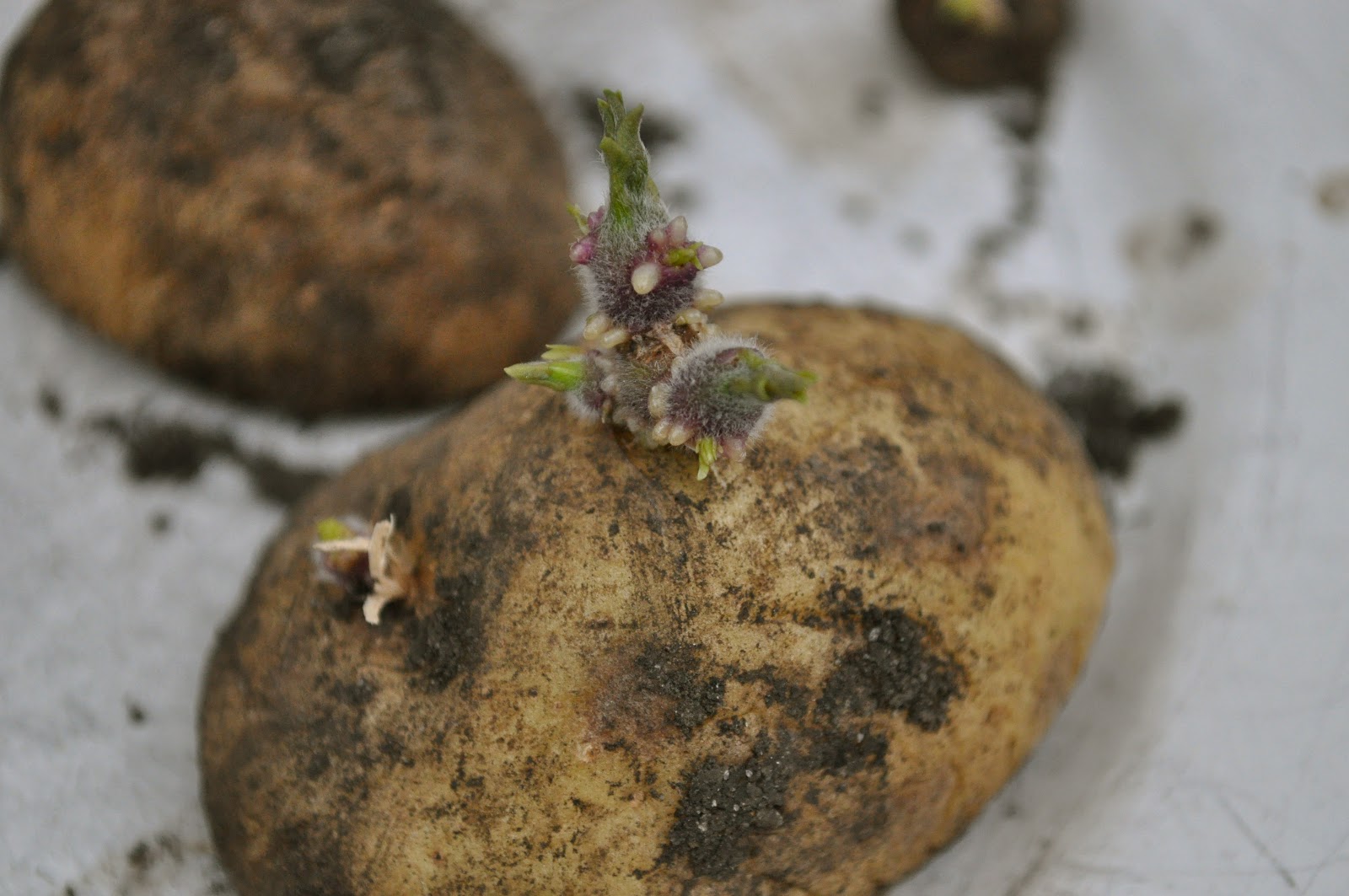 This spud's for you...How to grow potatoes.... Jennifer Rizzo