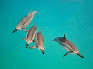 http://www.tropicallight.com/water/dolphins/07nov13dolphins/07nov13dolphins.html