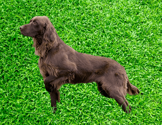 German Longhaired Pointer