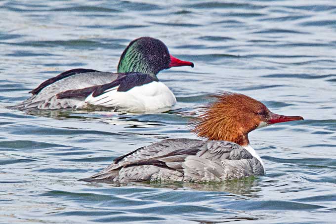 merganser male and female