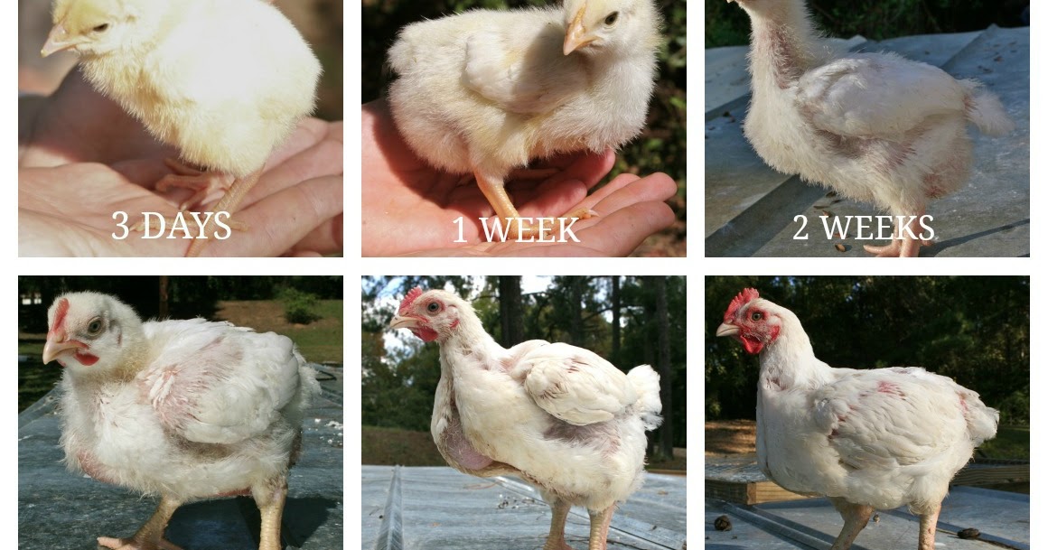 Kornerstone Farms Broiler Processing Day