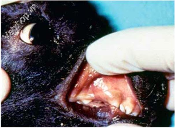 Hình 3: Hoàng đản niêm mạc ở chó nhỏ nhiễm leptospira cấp tính