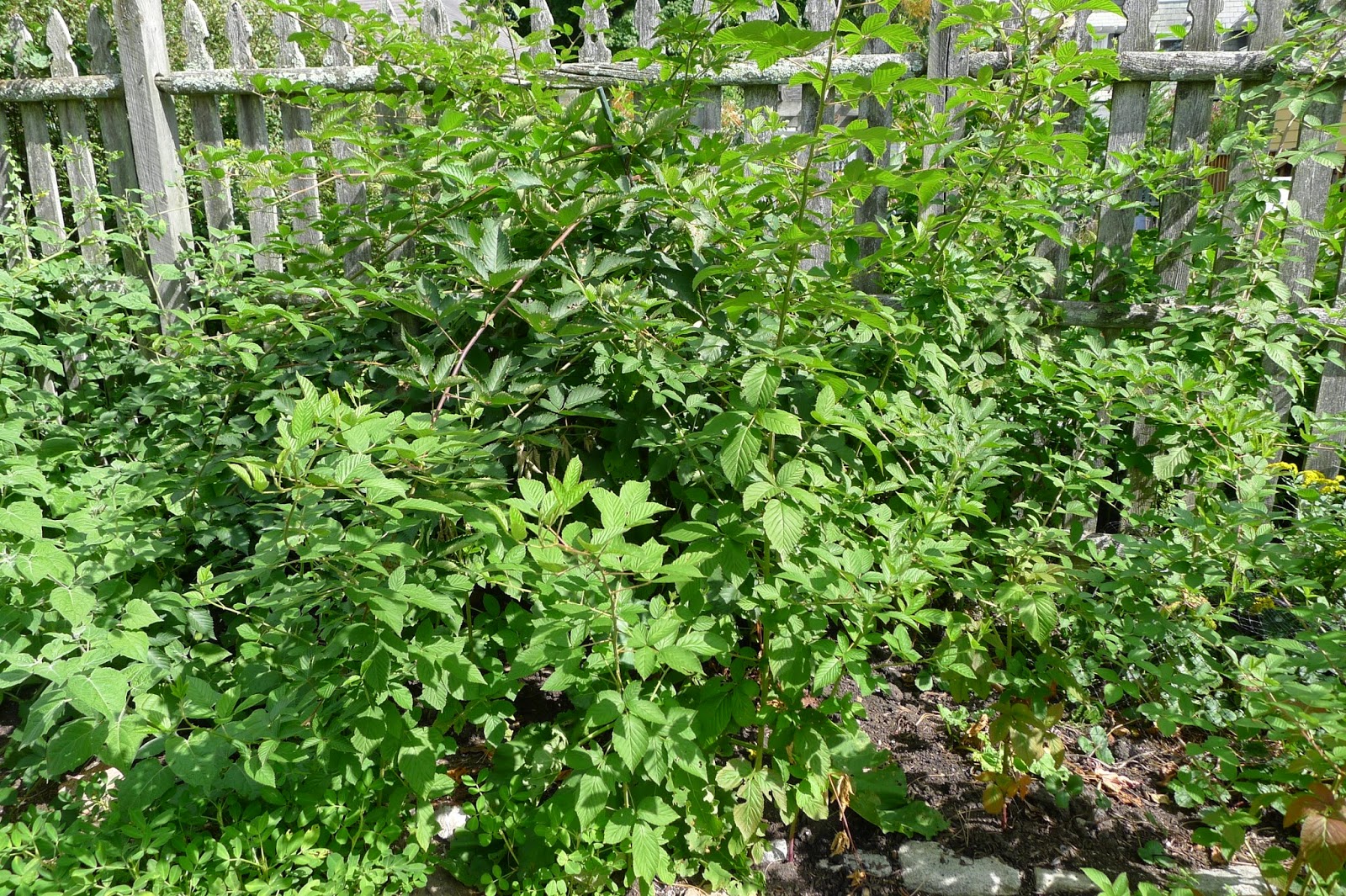 removing blackberry bushes