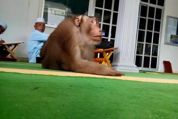 Dia Pun Faham... Punca Beruk Ini Menarik Perhatian Umum!! Dia Pun Faham... Punca Beruk Ini Menarik Perhatian Umum!!
