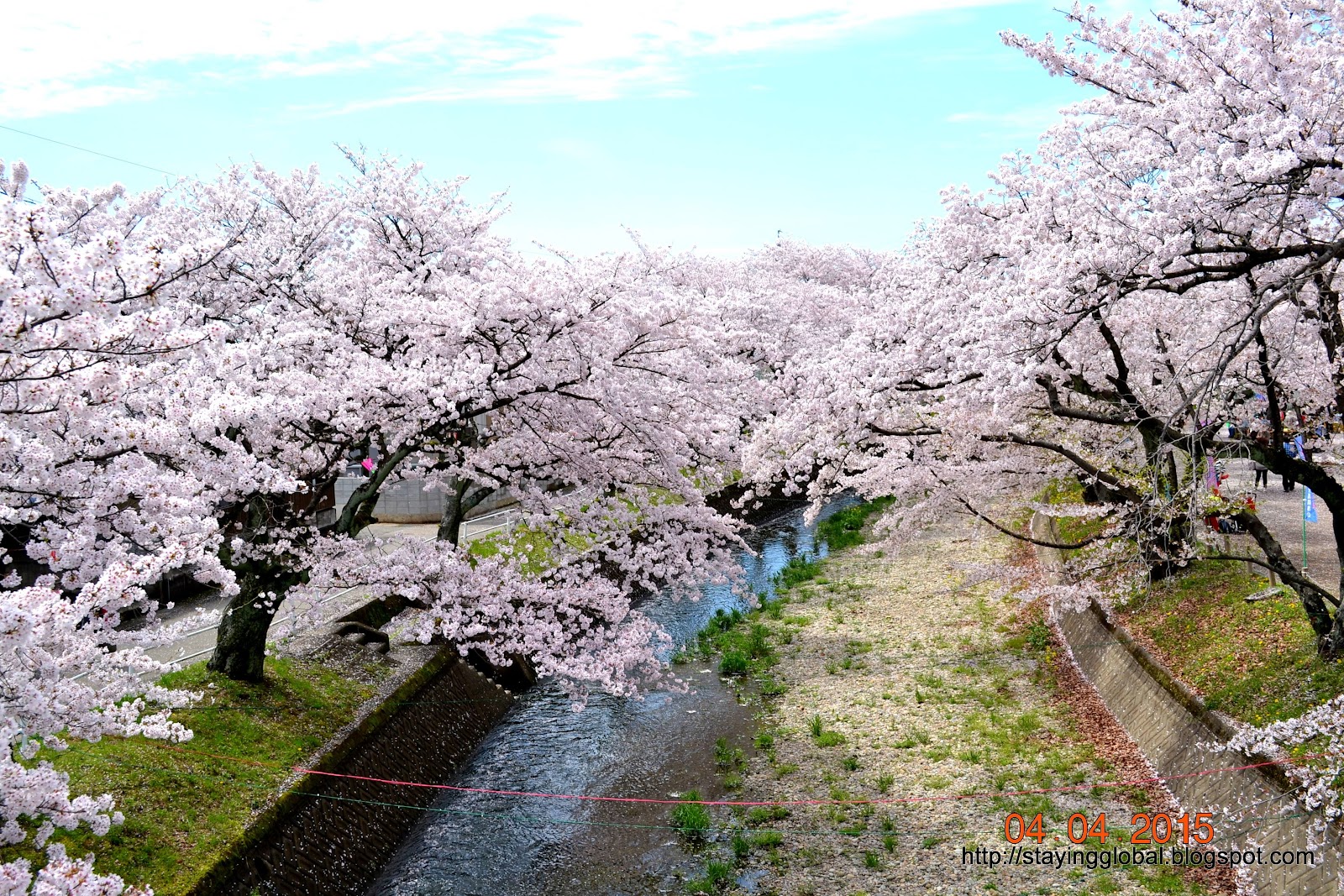 A Japanese Life Cherry Blossoms at Horioseki Park Gojo Riverside