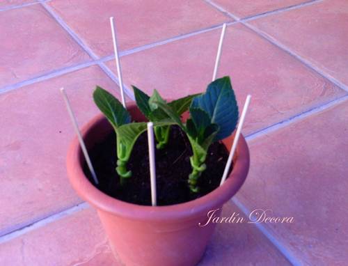 esquejes-hortensias-pasos-brochetas maceta-con-esquejes-hortensia-brochetas