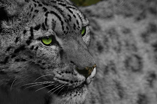 Leopard Animal Wallpaper