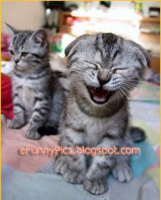Funny Laughing Kitten
