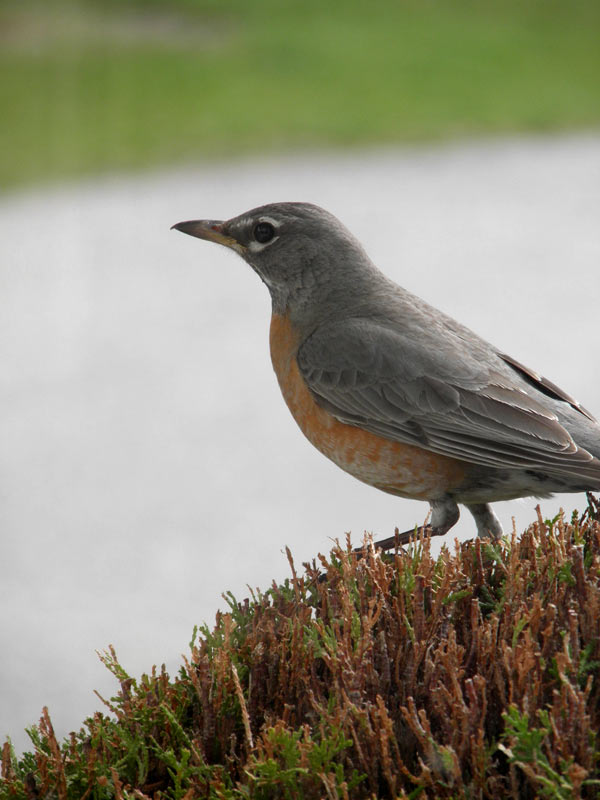 the life of mrs miles twitterpated robin the life of mrs miles twitterpated robin