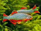 GALAXI RASBORA