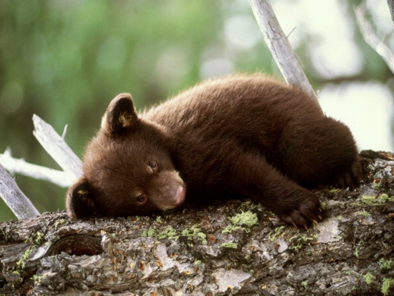 Bears That Hibernate