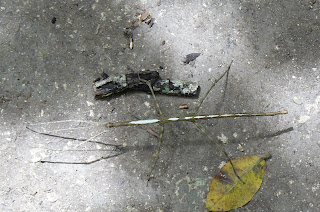 a stick insect on the ground