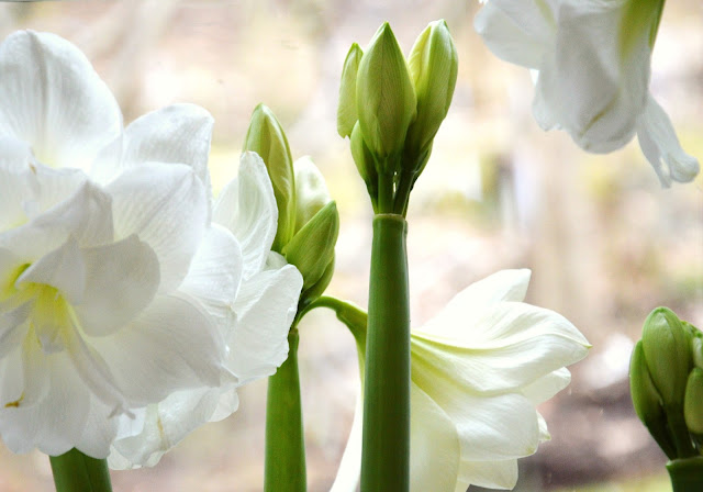 En ydmyg have: februar 2013