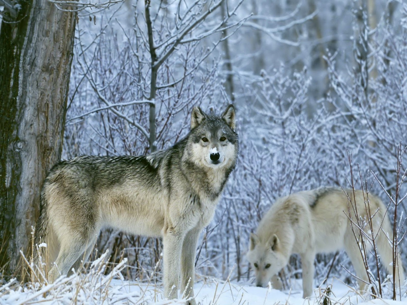 50 Beautiful Free Wolf Wallpapers For Desktop Most beautiful places
